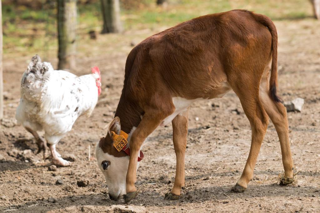 דירות ניופורט Hoevedomein Polderrust מראה חיצוני תמונה